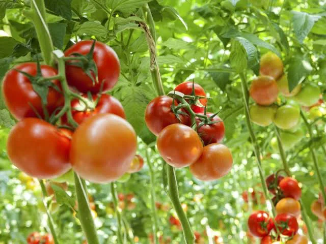 Fresh Vegetables