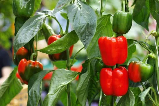 Organic Bell Peppers